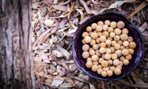 Read more about the article SANDALWOOD AND QUANDONG NUT CRACKING